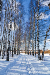 Ski run in a winter birch forest Sunny day Cross country ski trails