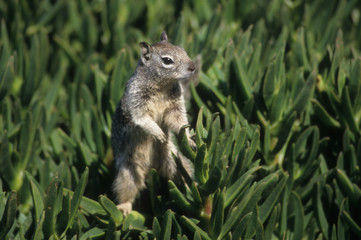 Naklejka na ściany i meble squirrel in the green grass on the beach in La Jolla