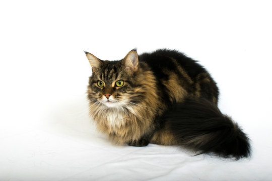 Philipthomas Photos Images Assets Adobe Stock