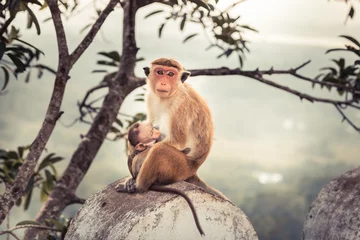 Abwaschbare Fototapete Affe Affenmutter, die ihr Affenbaby in der wilden Natur füttert Konzeptpflege in der wilden Natur