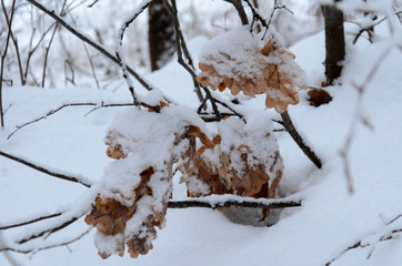 Dead leafs covered by snow. Beautiful branch with orange and yellow dry leaves in late fall or early winter under the snow. First snow, snow flakes fall, close-up.