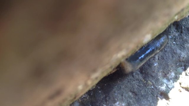 Big Slug Crowls at The Ground . Close up Crimea , Russia