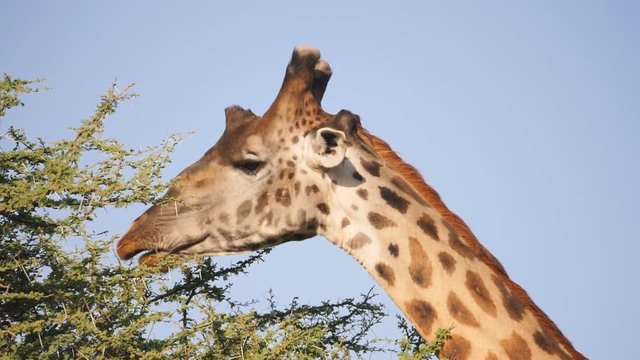 a close up slow motion shot of a giraffe eating acaia leaves at serengeti national park in tanzania- originally recorded at 180p