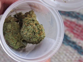 Holding an open prescription bottle of the Pineapple Express hybrid strain of marijuana  