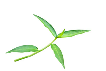 The top of green grass branch isolated on white background with clipping path.