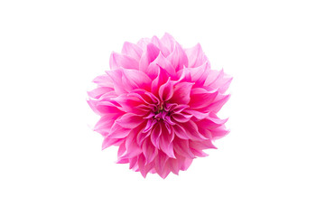 Pink Dahlia flower isolated on white background. Clipping path.
