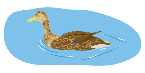 Duck on water