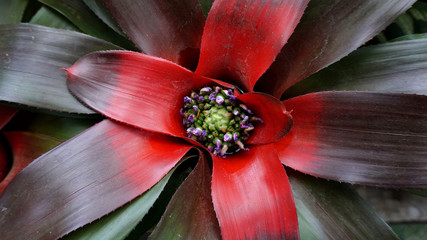 Tropical plant with red and green leaves and center flowers in Colombia, South America.