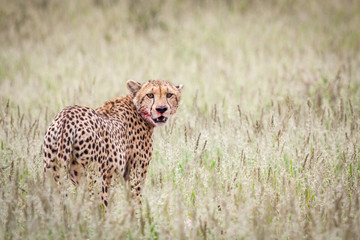 Exhausted cheetah standing over its kill after making successful hunt.