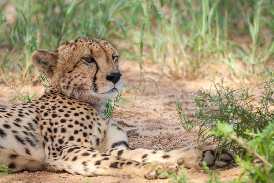 Adult male cheetah rescaping the heat by resting in the shade.