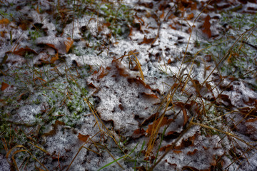 frozen leaves in the forest