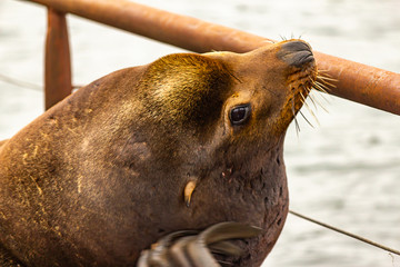close up of sealion itching its head on dock