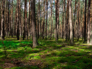 Pine forest in spring. Light falling on forest litter.