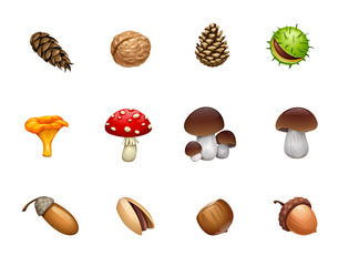 vector set of forest mushroom nut acorn cones