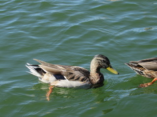 Mallard ducks swimming in a lake