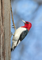 Red-headed woodpecker (Melanerpes erythrocephalus), adult feeding on a tree trunk in winter, Iowa, USA