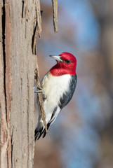 Red-headed woodpecker (Melanerpes erythrocephalus), adult feeding on a tree trunk in winter, Iowa, USA