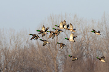 A flock of mallard (Anas platyrhynchos) males flying during fall migration, Iowa, USA
