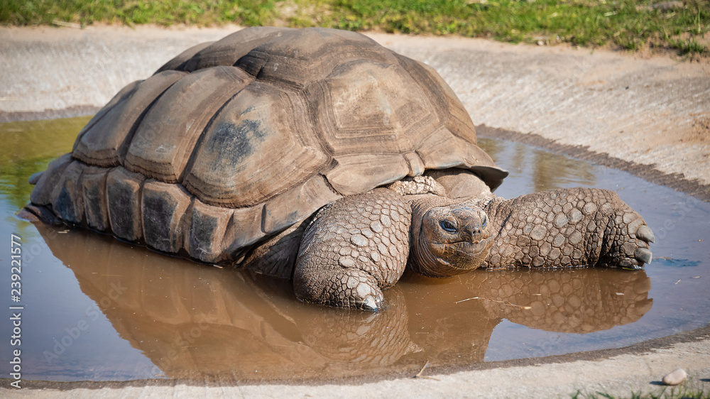 Aufkleber A giant tortoise taking a bath in a very shallow pool.  There is a reflection in the water and it is a close up image