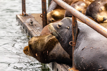 deep colored sealions lay on wooden platform at fishing dock