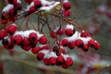frozen berries in winter