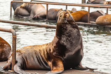 Fototapeta premium large sealion arches up in display on docks