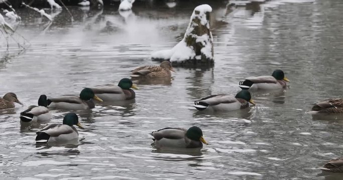 Enten im Wasser Winterlandschaft 4k DCI 50p