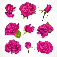 Pink roses set isolated on a white background