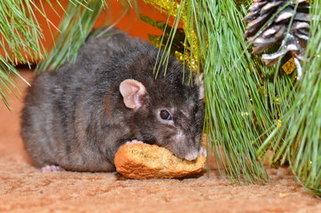 Rat chews cookies on New year