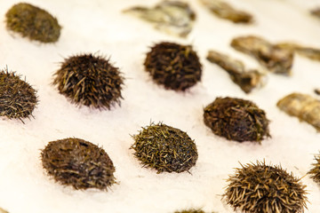 Sea urchins and oysters lie on the ice in the shop window