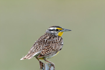 Western Meadowlark Sturnella neglecta Bear River Wildlife Area Utah