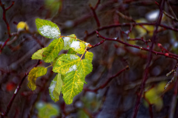 frozen plant in winter