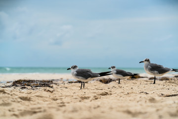 Seagull on Beach in Bahamas