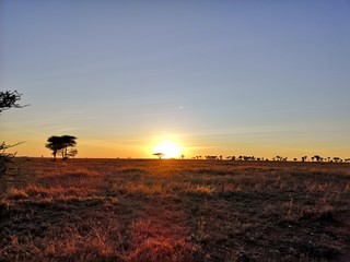 Fototapeta na wymiar Serengeti national park 