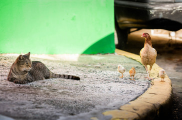 Mother hen with chickens on the street wild