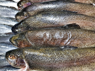 A lot of fresh raw fish on store shelve with ice
