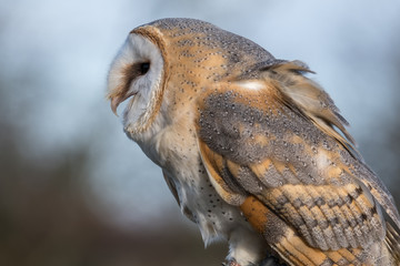 Close up of barn owl.