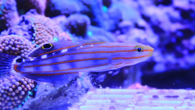 Court Jester Goby
(Koumansetta rainfordi)