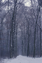dusky forest path with snow and high trees