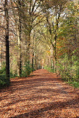vivid forest path covered by leaves during autumn