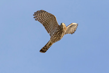 Bird falcon flying at a California lake
