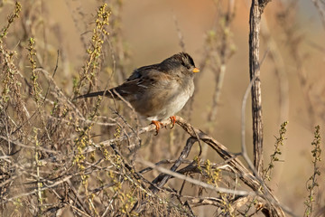 Bird at lake tree perch in the California mountains