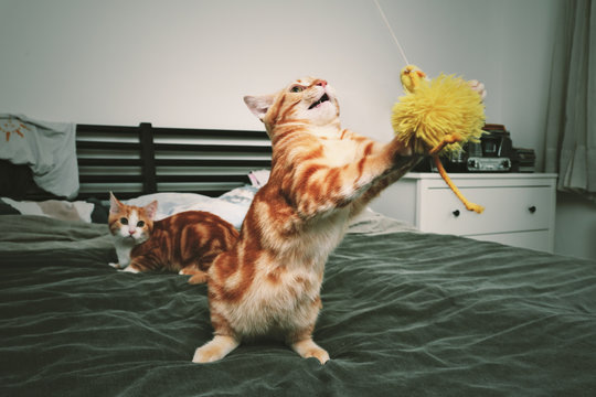 deux jeunes chatons tigrés roux européens marbrés tigrés jouant 