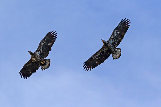 Birds juvenile bald eagle flying together