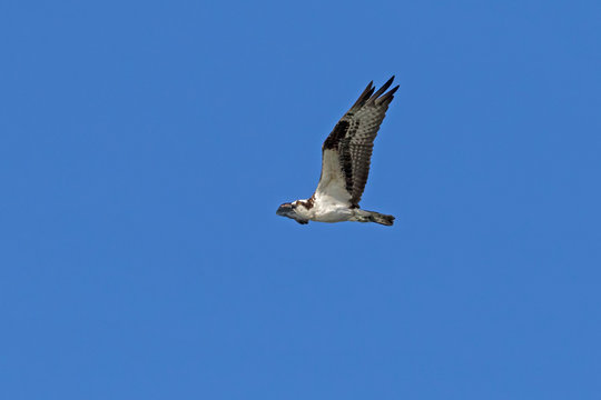 Bird osprey flying above a California lake