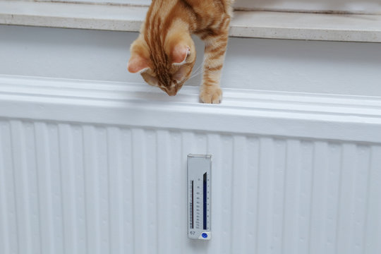 radiateur avec calorimètre et chaton tigré roux européen marbré tigré  Photos | Adobe Stock