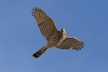 Bird falcon flying above a California lake