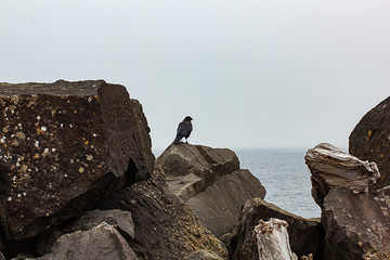 vertical shot of crow sitting up on top of sea rocks and driftwood logs