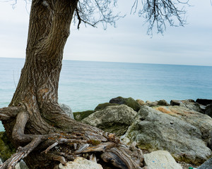 tree on the beach