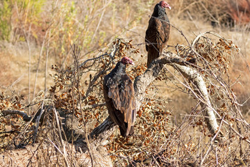 Birds vultures on a tree bench perch